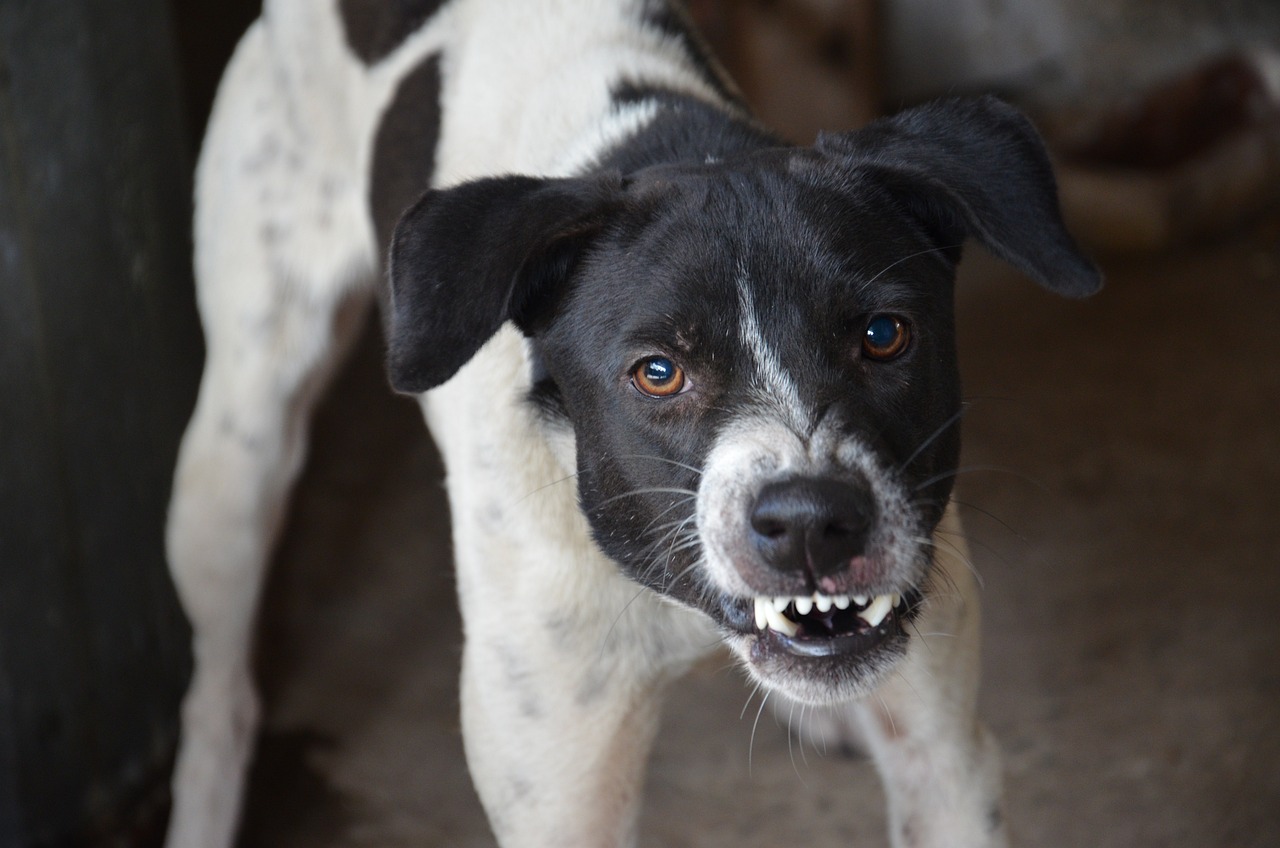 Angry Dog: What to Do When Confronted by an Aggressive Dog