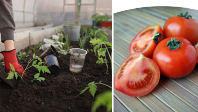 kitchen garden