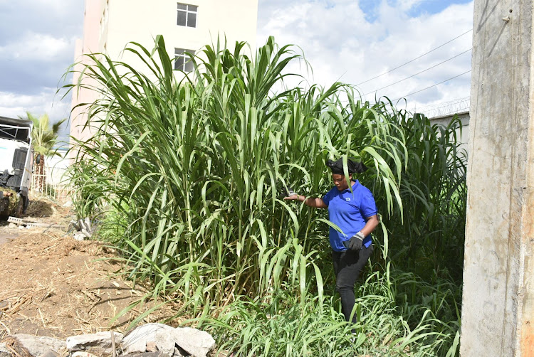 6 Benefits of Juncao Grass: A Comprehensive Guide